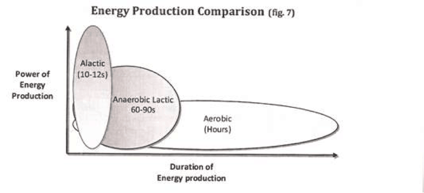 Anaerobic lactic 2025 energy system