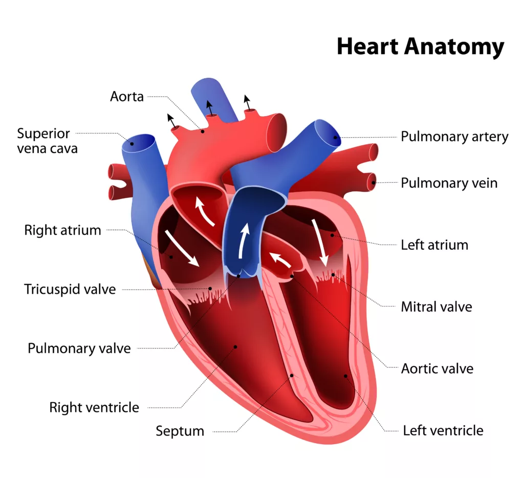 heart anatomy. Part of the human heart